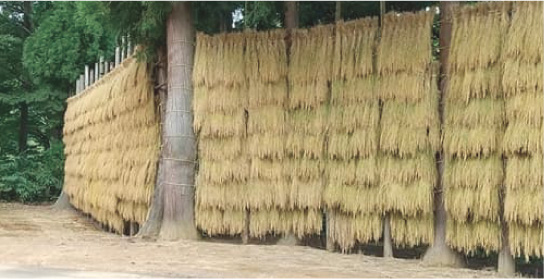 はすかけの写真