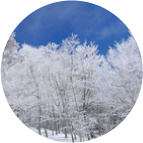 ブナ林の丸い写真