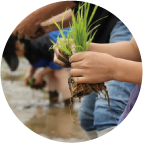 田植えの丸い写真