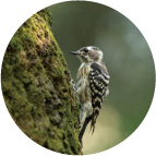 キツツキの丸い写真