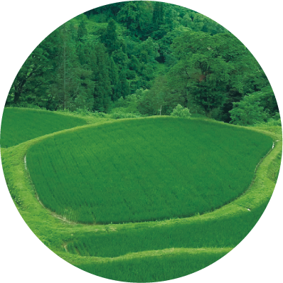 丸い棚田の写真