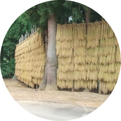 丸いはすかけの写真